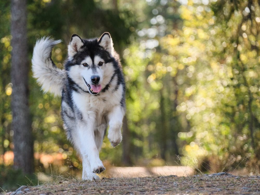 Klippemaskiner til hund  slik velger du riktig utstyr til pelsen